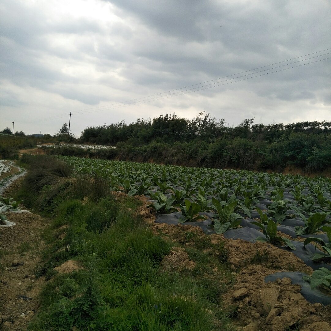 汪家铺乡天气预报更新通知